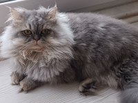 Erkek chinchilla cinsi kedimiz