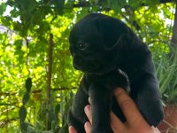 Yavru sevimli 45 günlük siyah pug