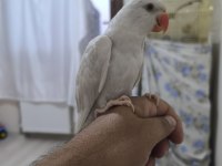 El Besleme Mutasyon Pakistan Papağanı