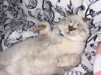 Scottish fold dişi kedimiz
