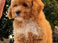 MALTİPOO TEDDY SURAT PARTY COLOUR