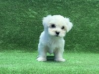 MÜKEMMEL MALTESE YAVRU