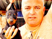Doberman yavrularımız