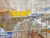 Yavru ve yetişkin muhabbet kuşu