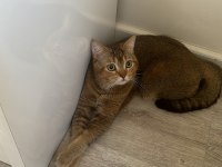 Eşyalarıyla beraber british golden black