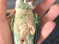Oyun hamuru full evcil erkek konur papağanı