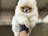 Pomeranian köpeğimiz mersin