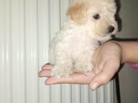 Anne poodle baba terrier yavruları