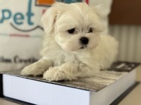 Tea cup kore kan maltese petmode de ziyarete açık