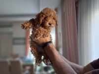 53 gunluk dişi toy poodle red brown