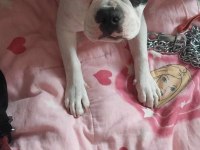 ÜCRETSİZ SAHİPLENDİRİLECEK FRENCH BULLDOG AÇIKLAMAYA BAKIN