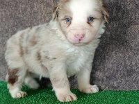 Border collie yavrularımız