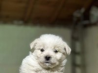 Orijinal kilo garantili Maltipoo bebekler
