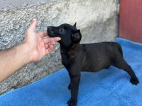 Safkan malinois yavruları