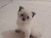 Scottish Blue Point Oyuncu Kedimiz