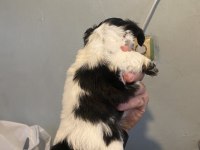 2 morkie yavrumuz kaldı