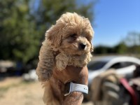 Maltipoo yavrularımız yeni sahipleri için hazır