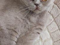 Dişi kısır british shorthair