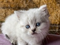FULL ORJİNAL LYNX POİNT BRİTİSH SHORTHAİR