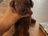 Erkek ve Dişi Toy Poodle yavrular Kore kan
