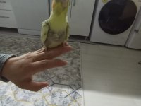 Ele alıştırmalık yavru sultan papağanı