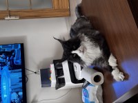 Şecereli maine coon yavrular 2.5 aylık