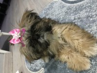 Shih tzu dişi 3 buçuk aylık