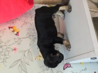 60 günlük Erkek Black Tan French Bulldog