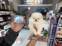 Ukrayna doğumlu Pomeranian boo yavrular