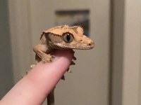 Crested Geckolar
