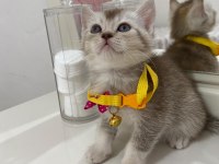 Boncuk british shorthair kardeşler
