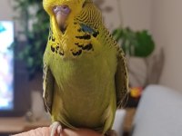 Yavru muhabbet kuşu show jumbo
