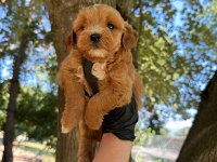 DİŞİ ERKEK MALTİPOO 