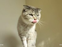 british shorthair silver