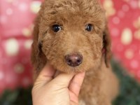 SAFKAN DEV (GIANT) POODLE YAVRULARI