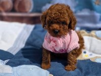 Toypoodle Yavrularımız 