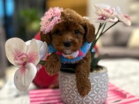 Tatlı mı tatlı mini Maltipoo baby