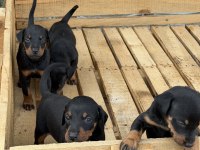 ÜST SEVİYE DOBERMAN YAVRULARI