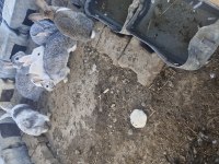 Tavşan 13 adet