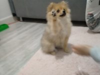 Pomeranian tilki surat pomeranian kızım
