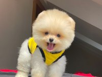 Teddy yavrularım yeni yuvalarını arıyor pomeranian
