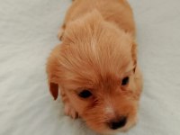 Terrier yavru 1 aylık sütten kesilmek üzere
