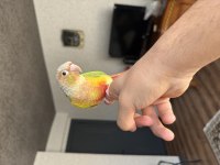 EVCİL PİNEAPPLE KONUR PAPAĞANI