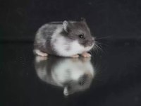 Hamster yavru yetişkin
