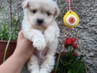 Erkek Maltipoo Yavru