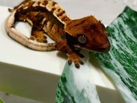 CRESTED GECKOLAR