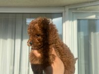SAFKAN TOY POODLE RED BROWN YAVRULAR