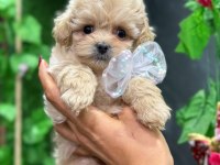 ŞANS MALTIPOO SU