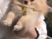 Çok akıllı pomeranian kızımızı sahiplendirmek durumundayız