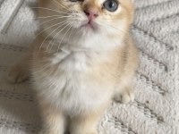 BRİTİSH SHORTHAİR KEDİSİ